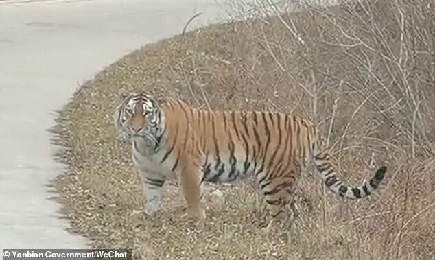 В Китае на дорогу вышел амурский тигр