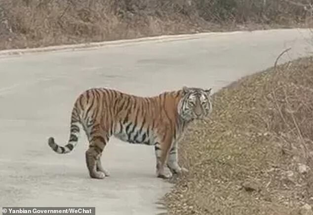 В Китае на дорогу вышел амурский тигр