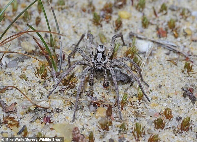 Британец нашел паука, который 27 лет считался вымершим