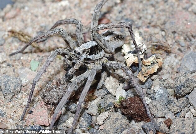 Британец нашел паука, который 27 лет считался вымершим