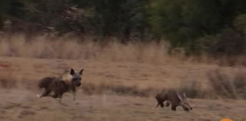 Стремительный бросок гиены в попытке добыть трубкозуба попал на видео