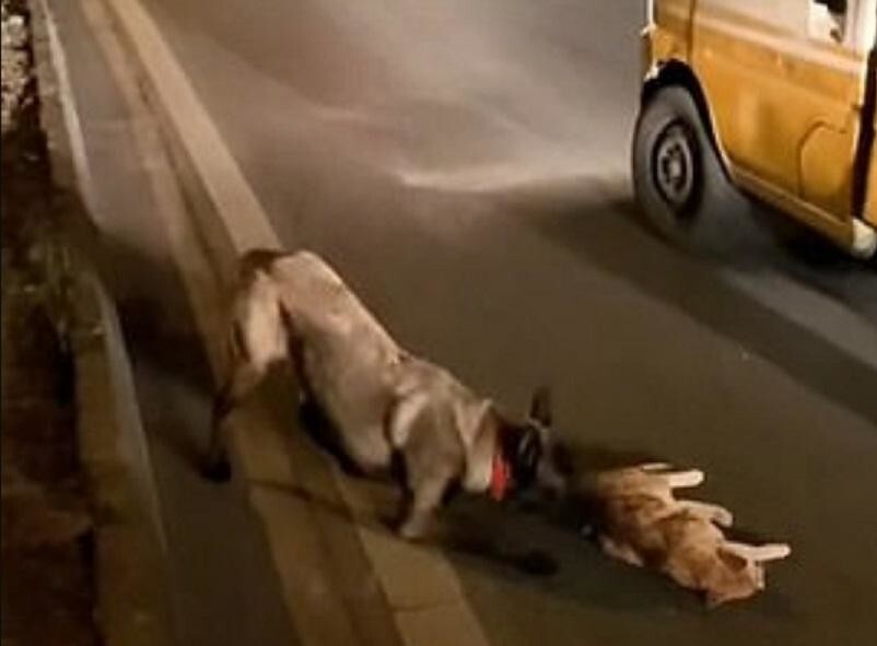 Собака старалась оказать помощь сбитой автомобилем кошке и попала на видео