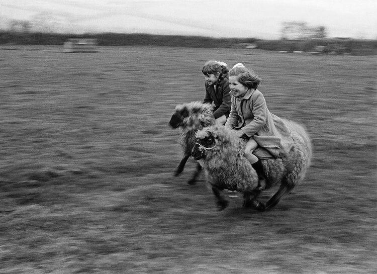 Гонки на барашках, Уэльс, 1965 год