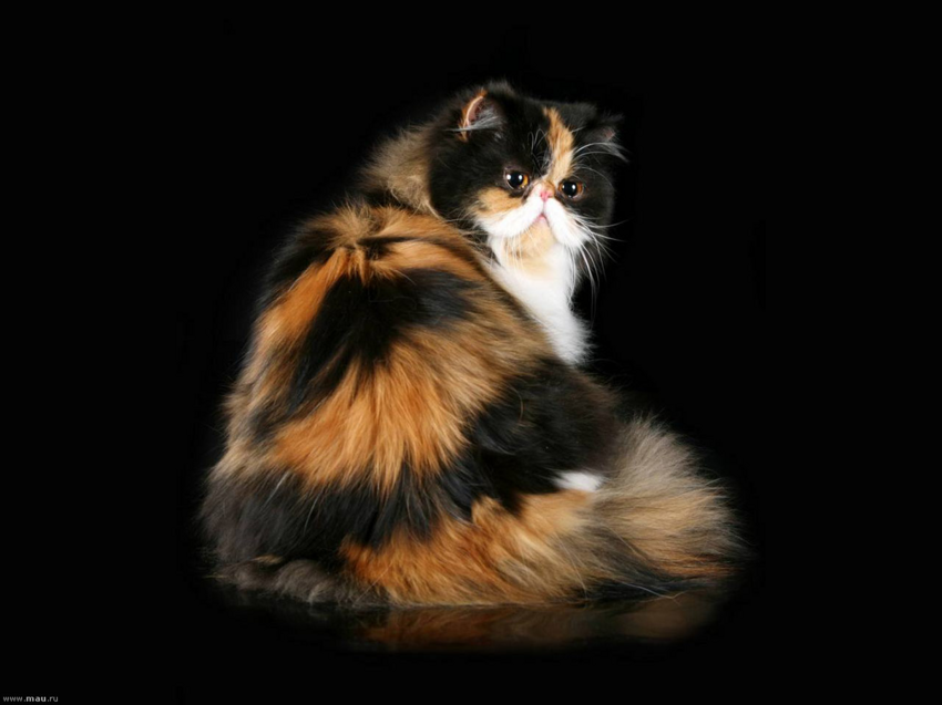 Персидские коты: В прошлом элитная порода для дворян, а сейчас дешёвые котики для каждого. В чём причина тотального обвала цены?