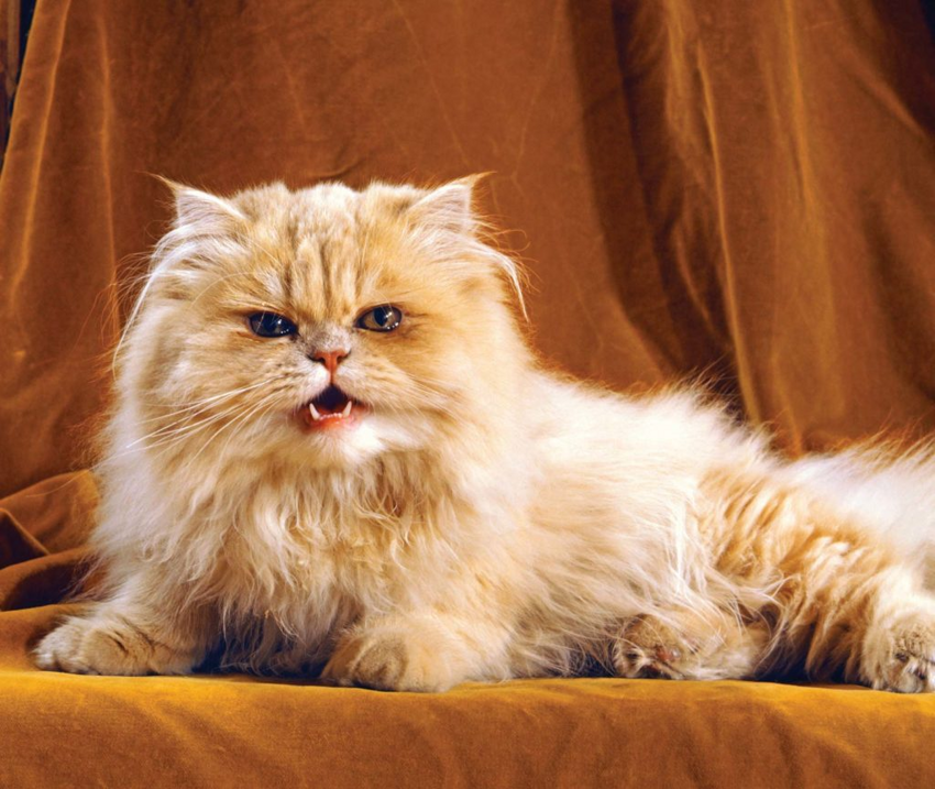 Персидские коты: В прошлом элитная порода для дворян, а сейчас дешёвые котики для каждого. В чём причина тотального обвала цены?