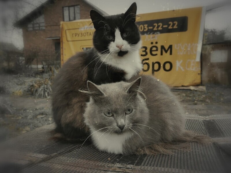 Очень красивые уличные кошки