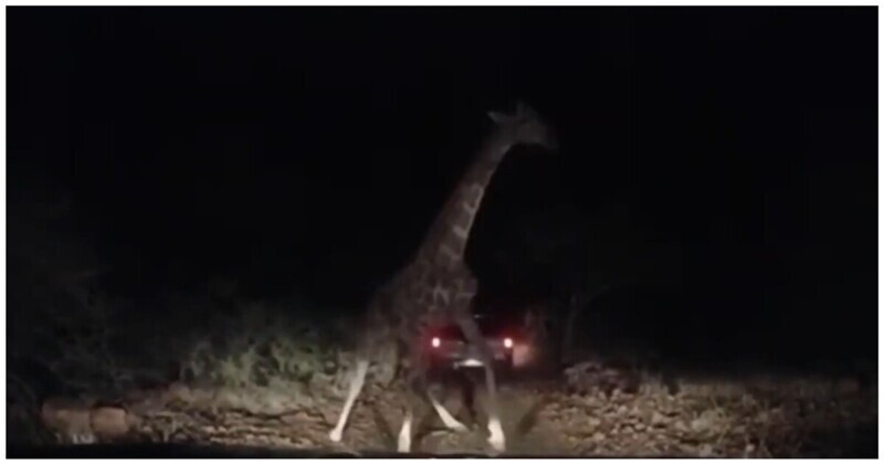 Ночное нападение жирафа на автомобили