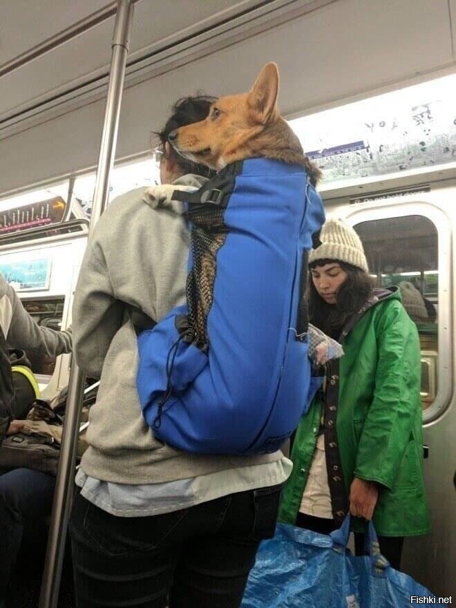 В метро Нью-Йорка запретили собак  кроме ручных, помещающихся в сумки