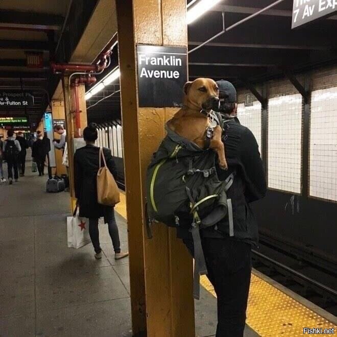 В метро Нью-Йорка запретили собак  кроме ручных, помещающихся в сумки