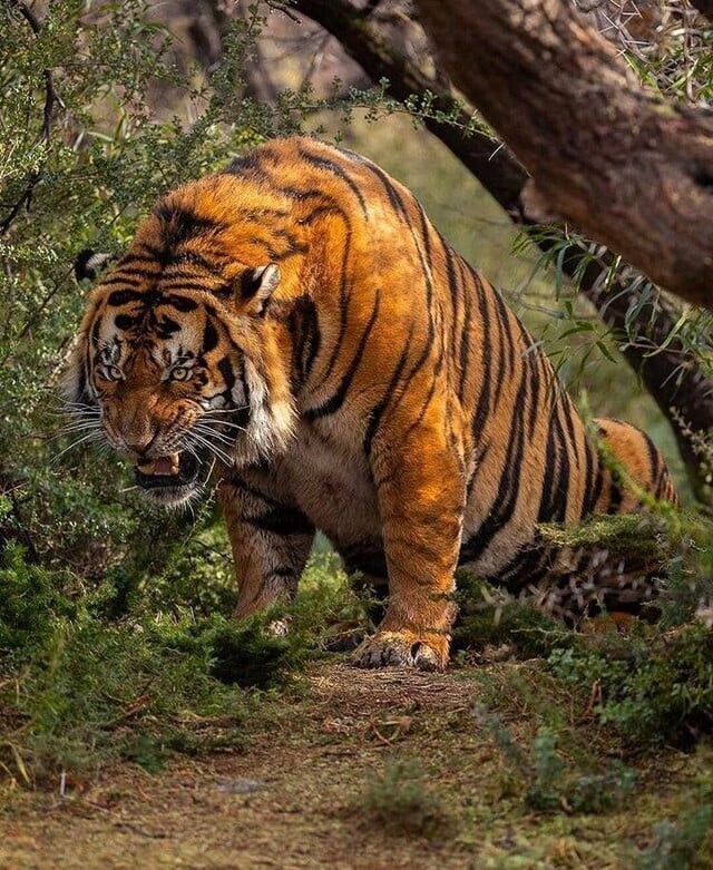 3. Мощь бенгальского тигра