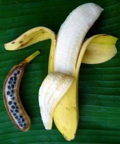 4. Дикий банан и выращенный людьми