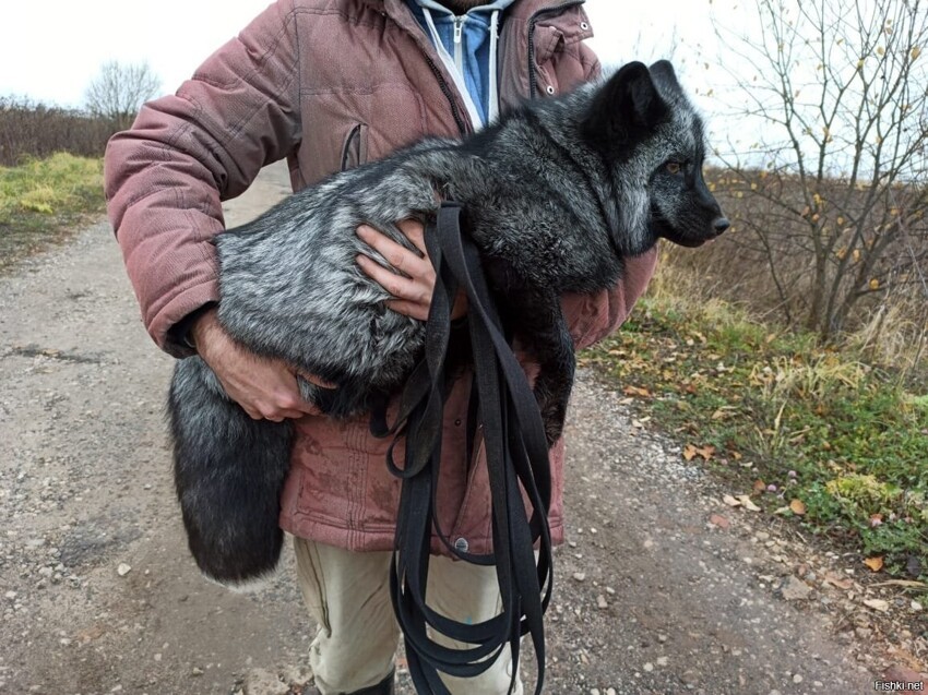 Давненько я не показывал лисца, вот как к зиме раздобрел он