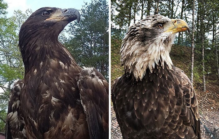Один и тот же орел с разницей в несколько лет