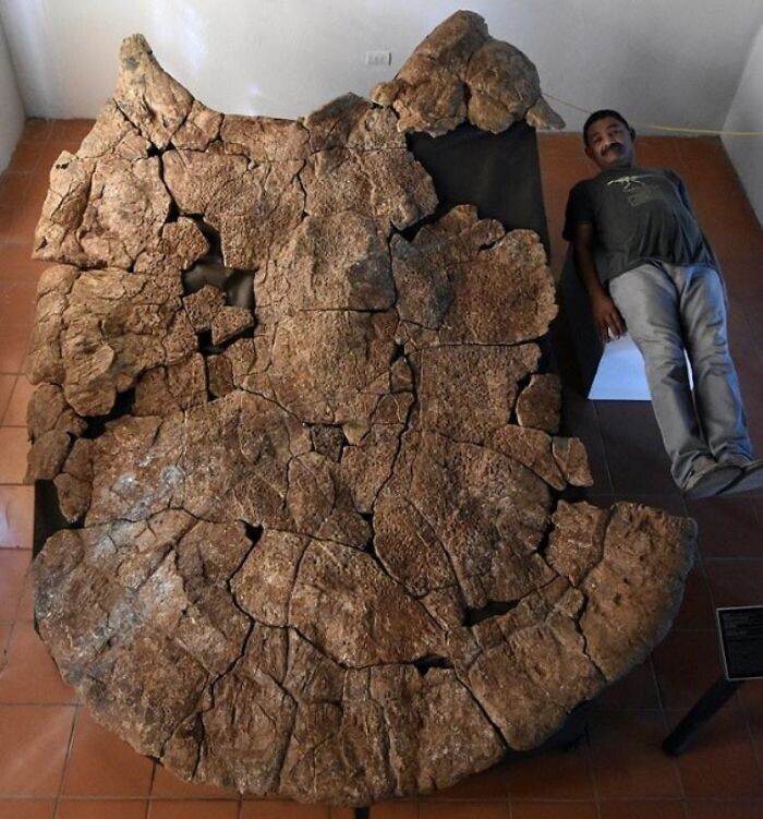 Останки огромной черепахи, которая когда-то населяла Южную Америку, в сравнении с человеком