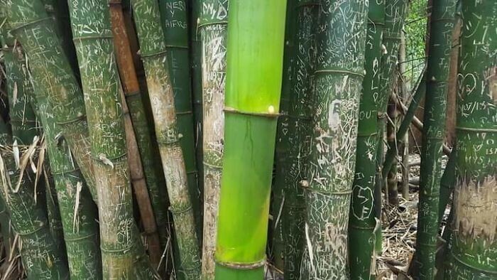 Стебель бамбука, выросший во время пандемии без туристов