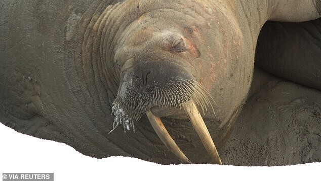 На Ямале обнаружили крупнейшее лежбище моржей