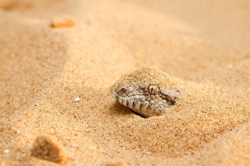 Песчаный удавчик: «Упоротый носок с глазами» и его образ жизни