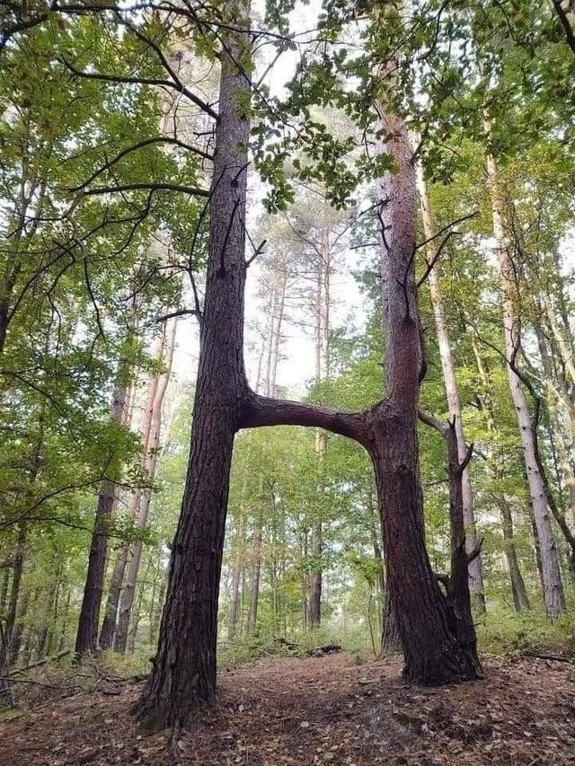 Прекрасная основа для домика на дереве