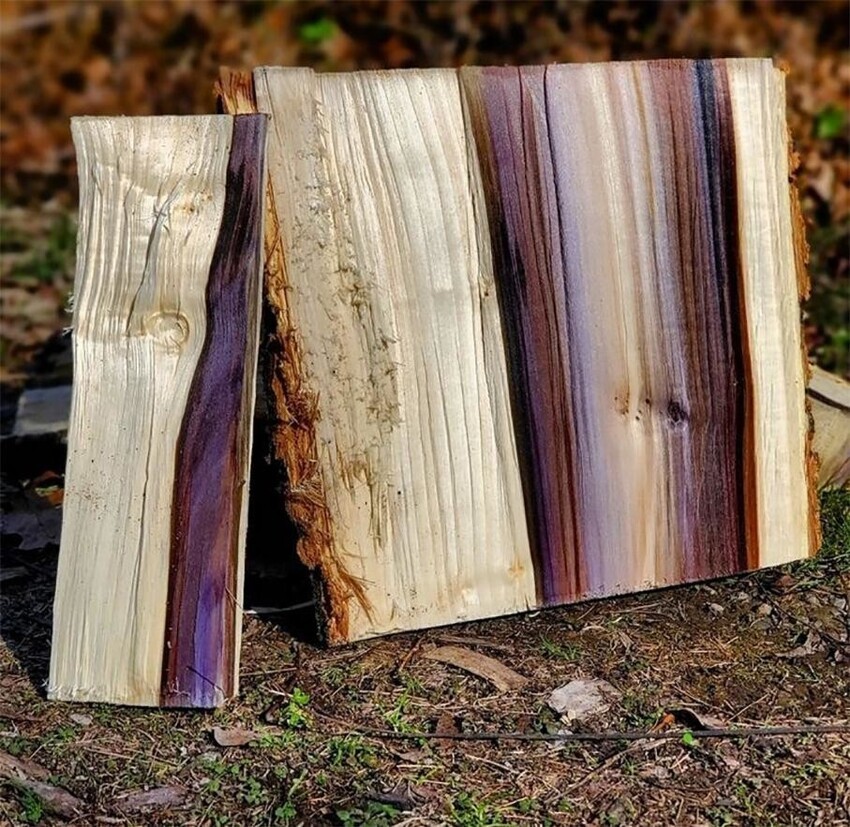 Интересный цвет древесины обнаружился во время колки дров