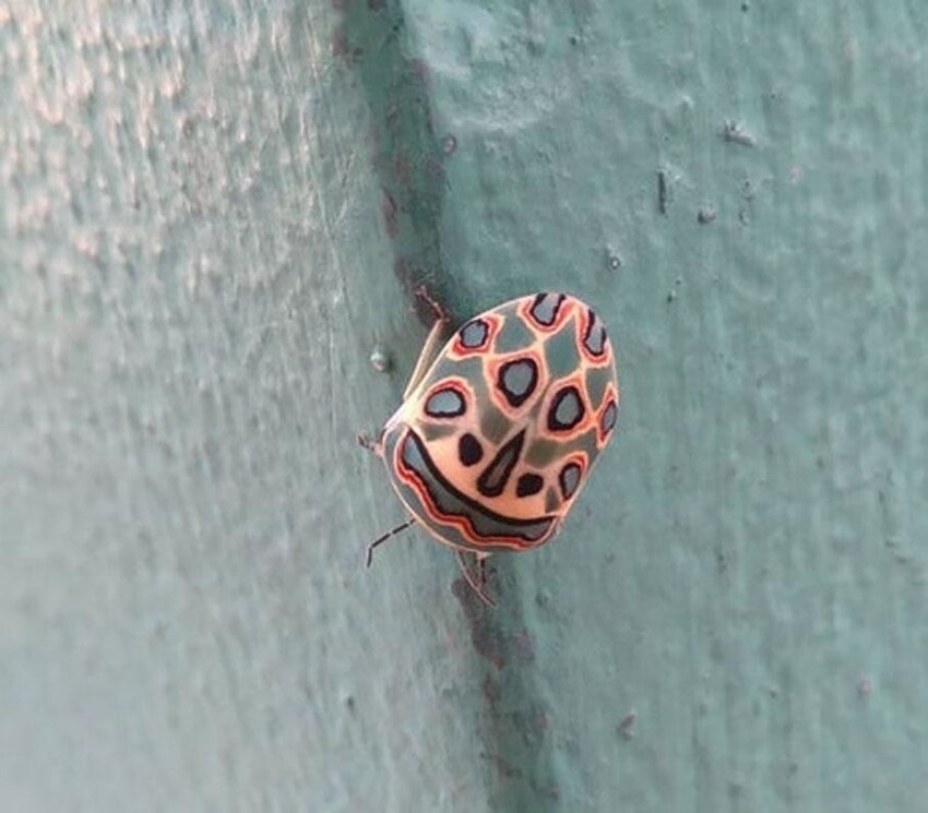 Хамелеоны есть и среди насекомых, например, это жук меняет часть окраса под цвет стены