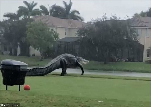 Годзилла?! Во Флориде заметили аллигатора чудовищных размеров