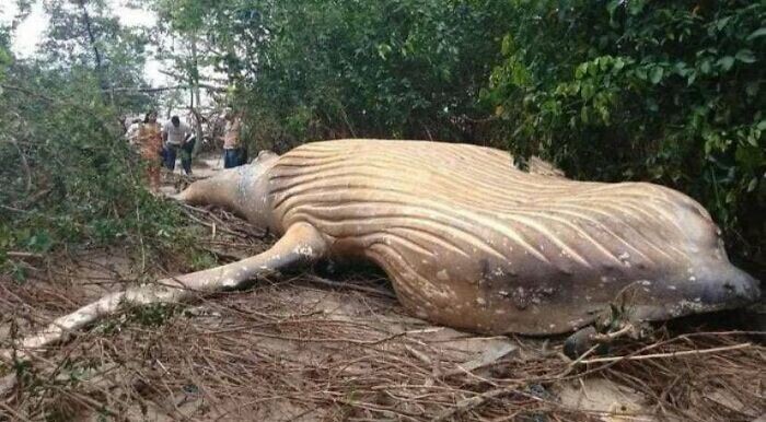 23. В тропических лесах Амазонки нашли мертвого горбатого кита