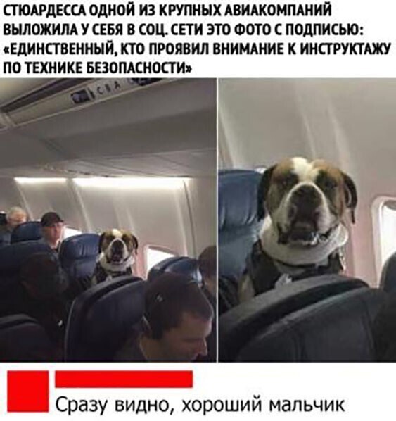 Прикольные и смешные картинки