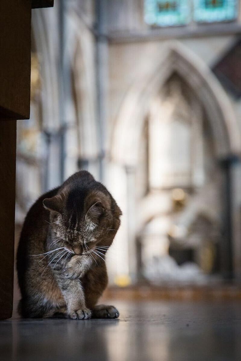 Умерла кошка, жившая в соборе Святой Софии