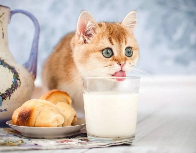 Никогда не забывай давать котику ветчинку
