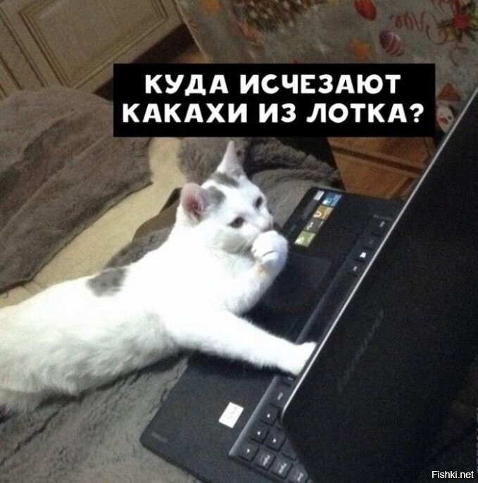 Что ищут кошки в интернете