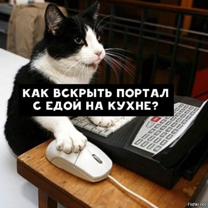 Что ищут кошки в интернете