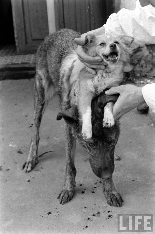 Первая двухголовая собака Владимира Демихова, 1954 год, Москва
