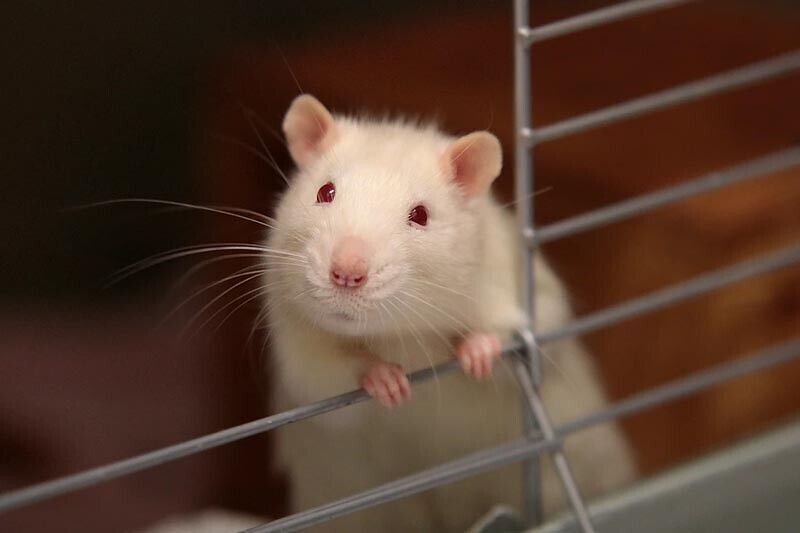 В Германии выявили редкий случай передачи хантавируса от домашней крысы к человеку