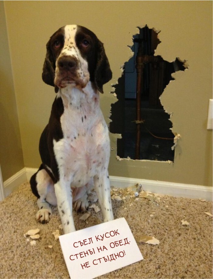 Забавный календарь с виноватыми собаками, которых поймали на месте преступления