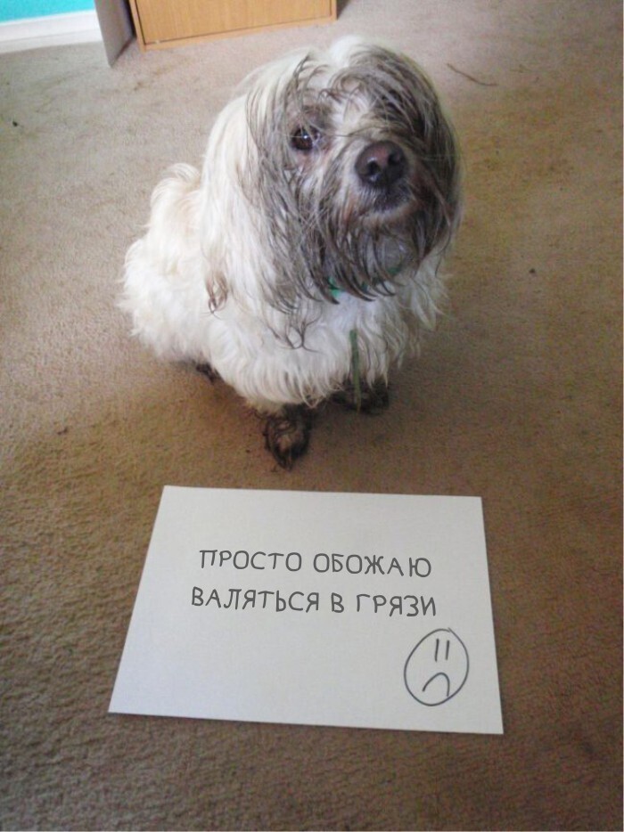 Забавный календарь с виноватыми собаками, которых поймали на месте преступления