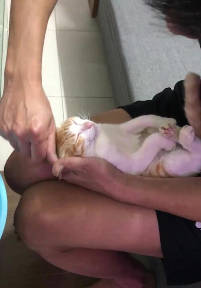 Дедушка показал, как купать ребенка, на примере кота