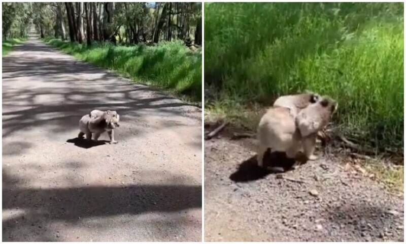 Милота дня: мама-коала несет на спине двух детенышей