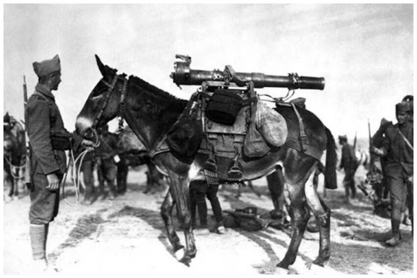 Мул с горным ружьем, готовый двинуться в сторону Ангиры [Анкара], июль 1921 года.
