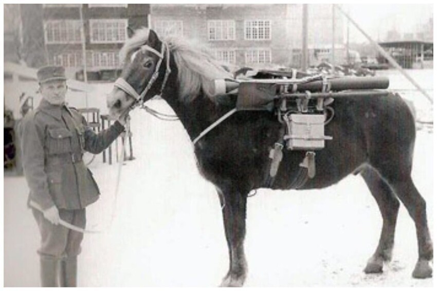 Финский 81-мм миномет на коне