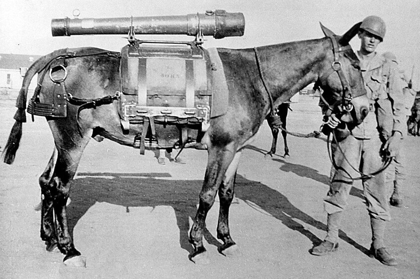 При организации вьючных артиллерийских подразделений армия тщательно отбирала мужчин и мулов по росту