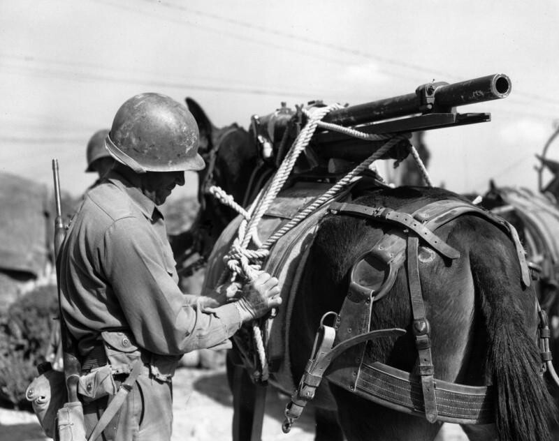 Артиллеристы 86-го горнопехотного полка 10-й горнопехотной дивизии американской армии закрепляют на вьюке ствол 37-мм горной пушки T33; Италия; апрель 1945-го года