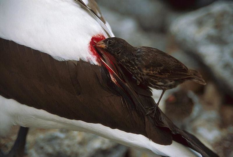 Остроклювый земляной вьюрок: Птица-вампир пьёт кровь вместо воды. Для неё это не дар, а проклятие