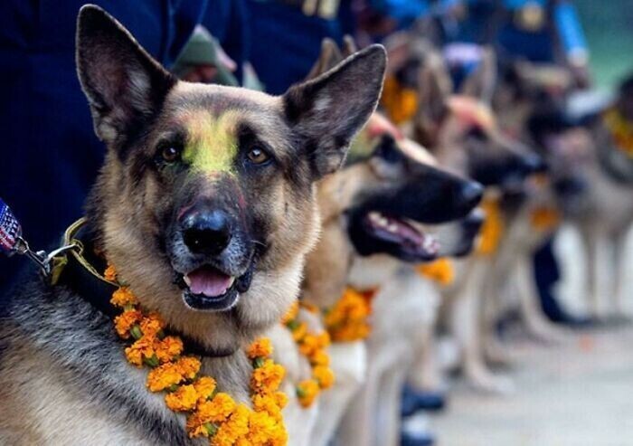 11. В Непале есть праздник Кукур Тихар. В этот день люди поклоняются собакам и благодарят их за преданность