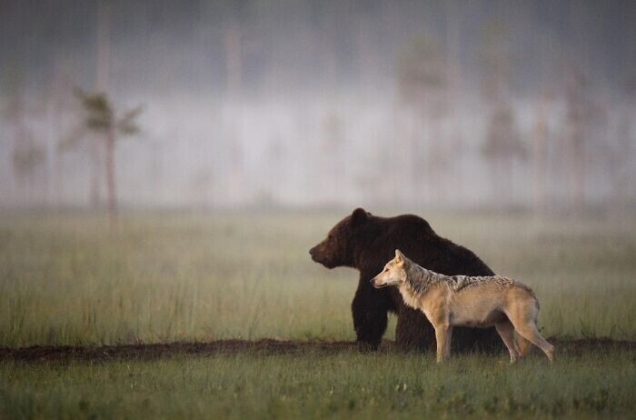 10. Эти медведь и волк 10 дней вместе путешествовали, охотились и делились едой. Это подтверждено документально