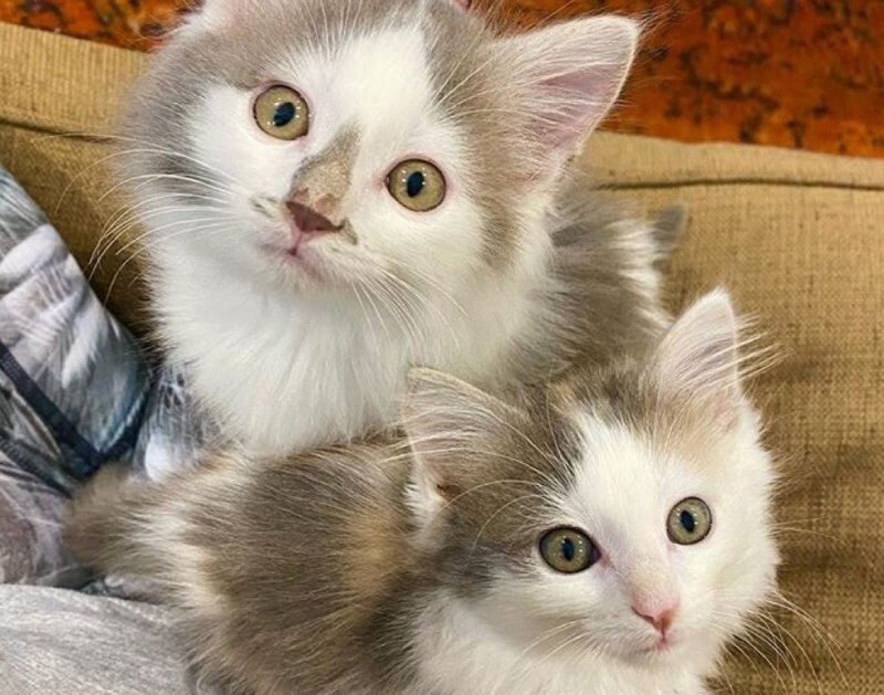 Пятеро осиротевших котят умоляющими глазами смотрели на прохожих