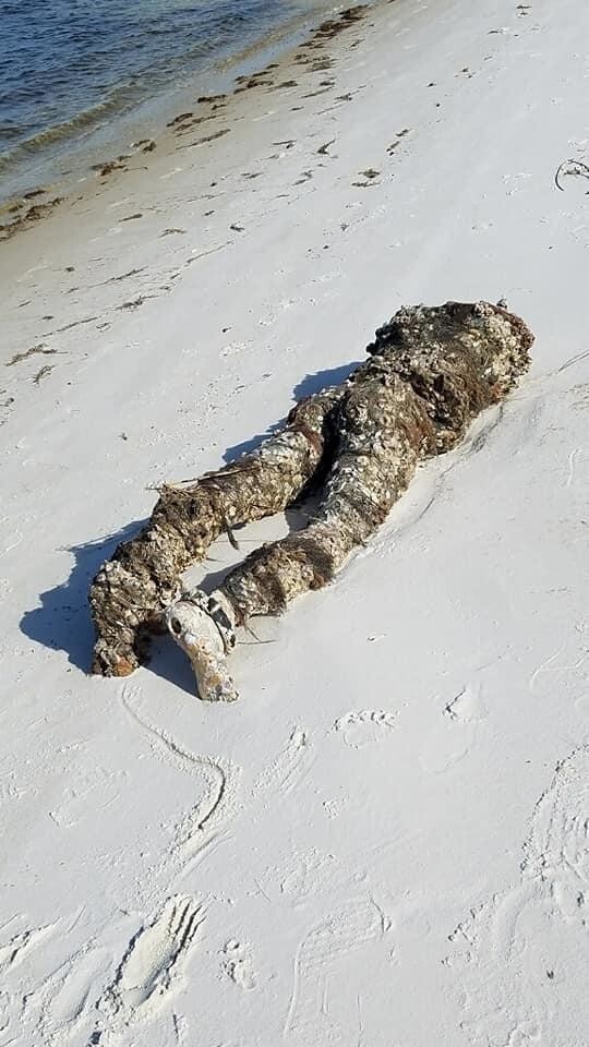 Девушка нашла на берегу океана обезглавленное тело и вызвала полицейских