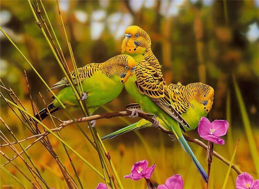 Волнистый попугайчик: А какие они в дикой природе?