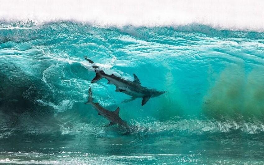 1. Две акулы бороздят волны рядом с утесом Ред Блафф в Западной Австралии. Фотограф: Шон Скотт.