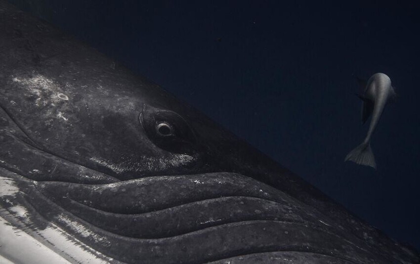 24. Рыба-прилипало ищет, где ей прикрепиться к горбатому киту. Фотограф: Крейг Парри.