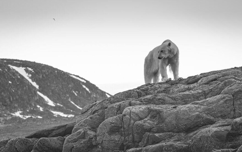 14. Оголодавший белый медведь разглядывает море в ожидании льда. Фотограф: Мартин Берг.